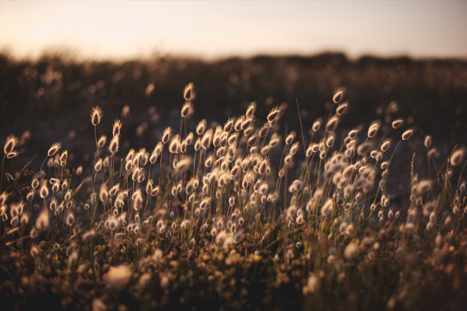 Les chatons sur les dunes